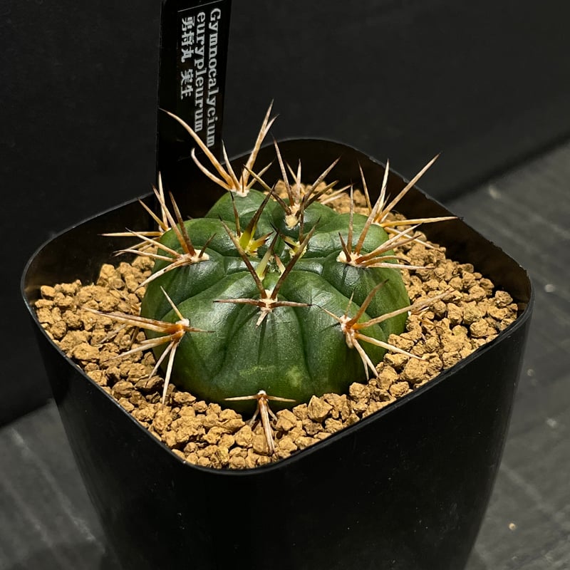 超特大　ギムノカリキウム　リオグラデンセ　希少種　陶器鉢のまま発送　サボテン サボテン ギムノカリキウム 勇将丸 × プラ鉢 | 最終的にサボテン