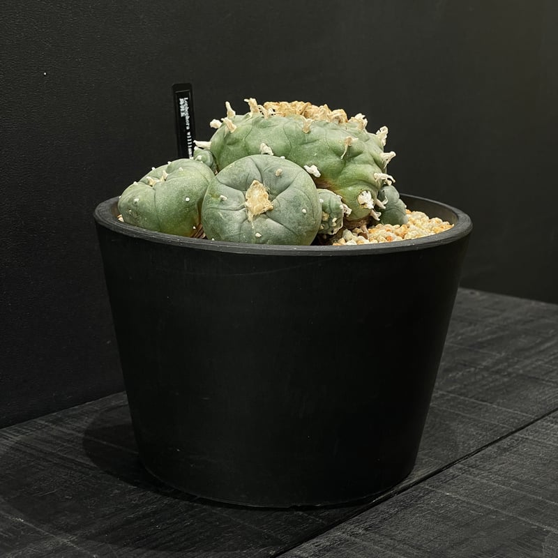 サボテン ロフォフォラ 烏羽玉 × BLACK PLASTIC POT | 最終的に