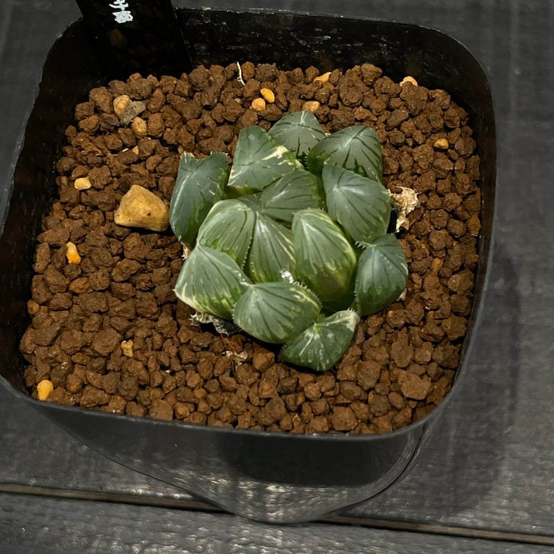 多肉植物 ハオルチア ブラックオブツーサ錦 × プラ鉢 | 最終的に