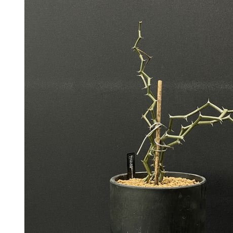 ジグザグの木 | STORES