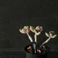 1010】塊根植物 アデニウム アラビカム（タコ足仕立て） × プラ鉢
