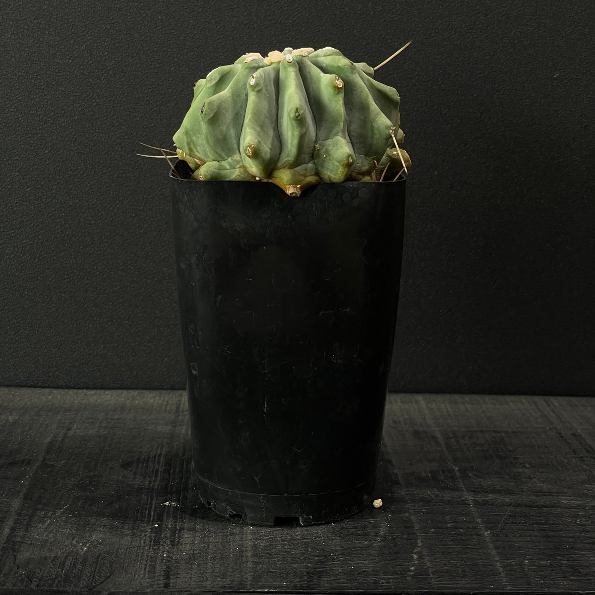 フェロカクタス　棘無王冠竜 chanet_350530