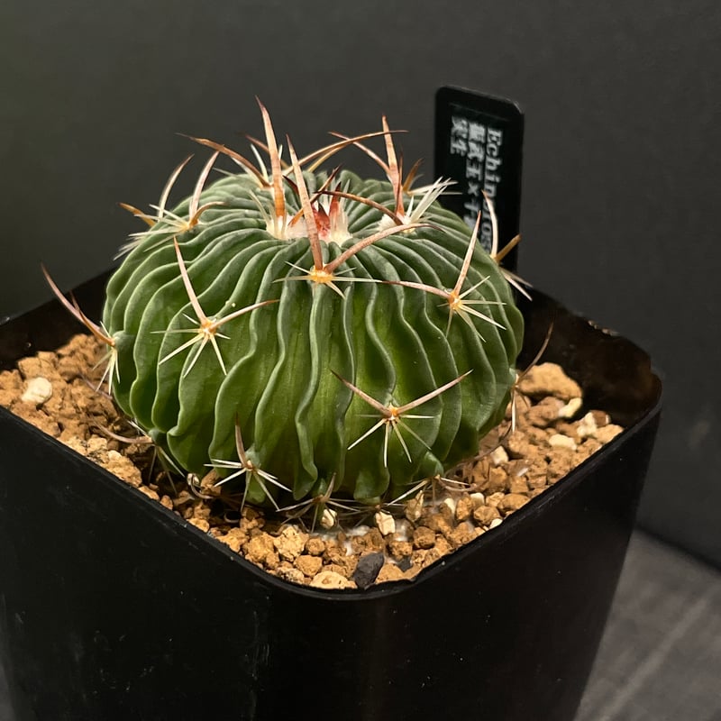 サボテン エキノフォスロカクタス 振武玉×千波万波 × プラ鉢