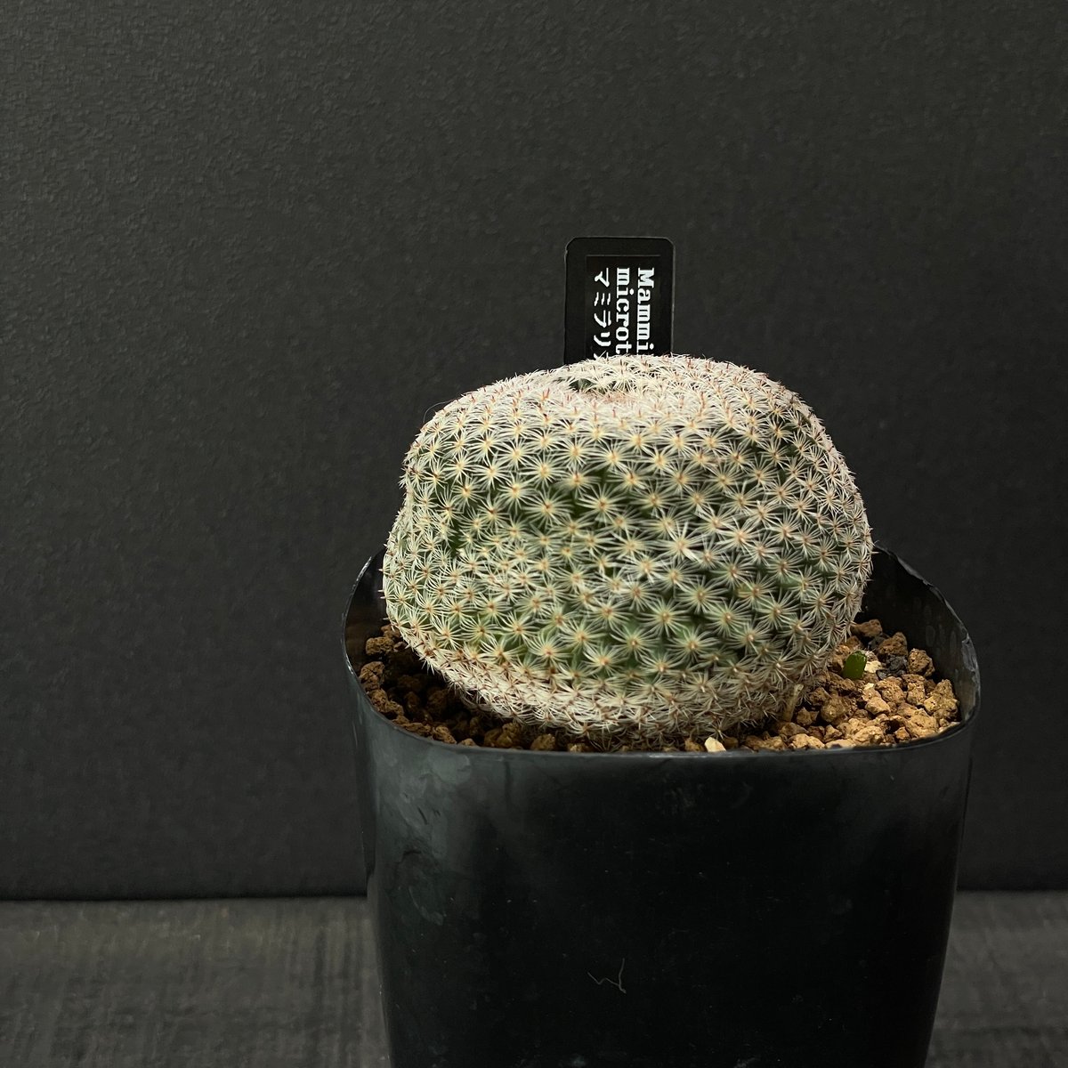 サボテン マミラリア 雪絹丸 × プラ鉢 | 最終的にサボテン オンライン