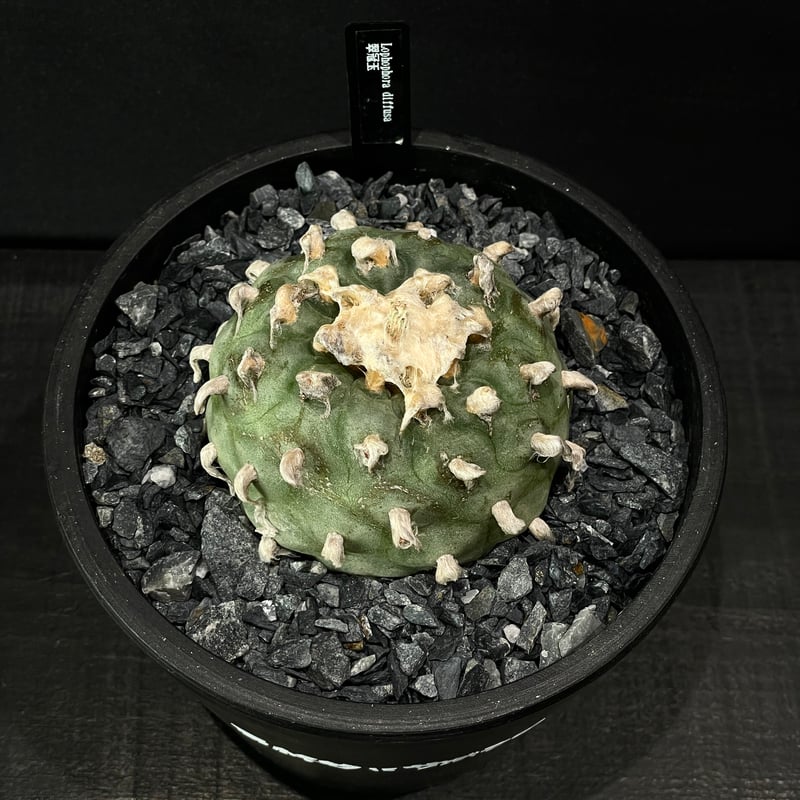 サボテン　ahpl サボテン ロフォフォラ 翠冠玉 × BLACK PLASTIC POT（ロゴ入り