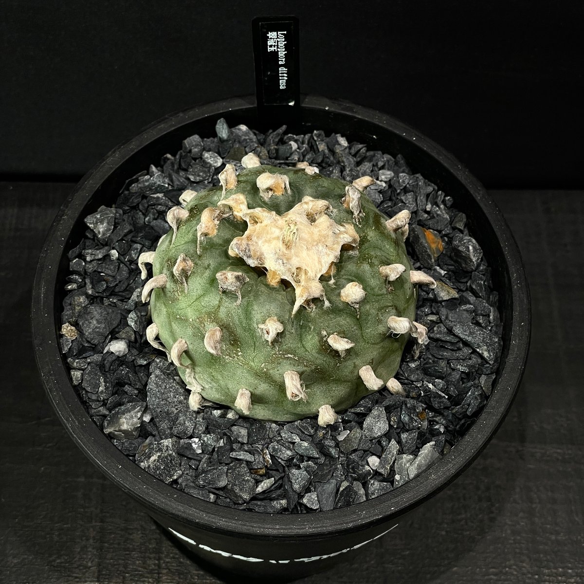 BIG!!サボテンコレクション・ロフォフォラ属・翠冠玉(群生株)inわけけのお店 BIG!!サボテンコレクション・ロフォフォラ属・翠冠玉(群生株)in