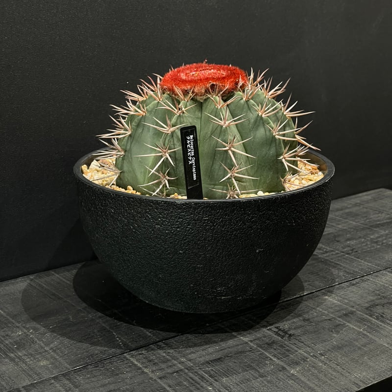 サボテン メロカクタス クルビスピナス × 樹脂鉢 | 最終的にサボテン