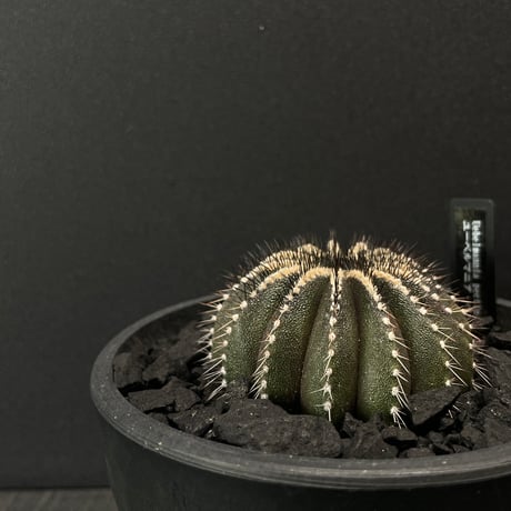 ユーベルマニア | STORES