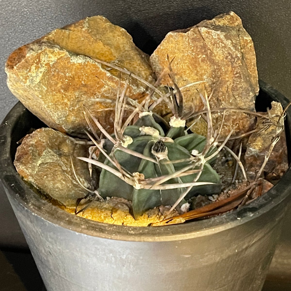 アストロフィツム 大鳳玉 水牛 サボテン 多肉植物 フェロ アストロフィツム 大鳳玉 水牛 サボテン 多肉植物 フェロ
