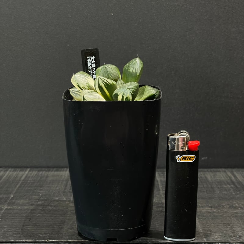 ☆☆水晶コンプト錦＊ハオルチア＊錦☆☆ y-bonsai_s12834v