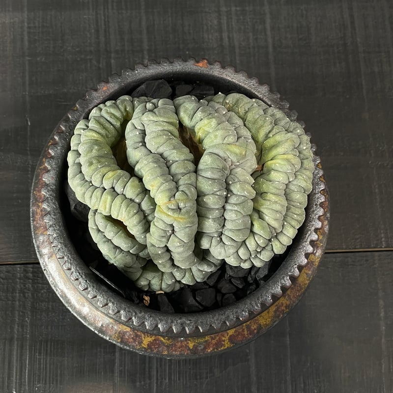 サボテン ロフォフォラ 品種不明 綴化（未開花球）× 山元一真 陶器鉢