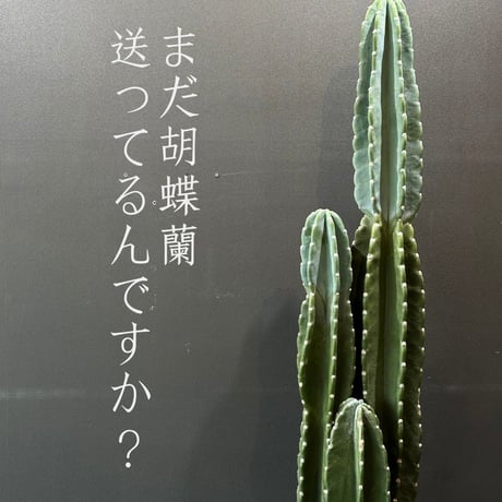 STORES サボテンの検索結果