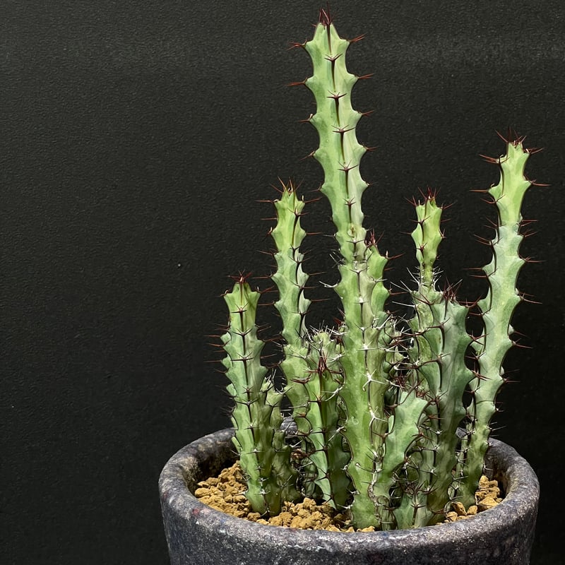 ユーフォルビア 陶器鉢 コーデックス ユーフォルビア グリーンウェイ × 陶器鉢 | 最終的に