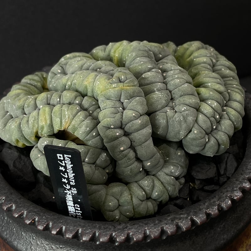 サボテン ロフォフォラ 品種不明 綴化（未開花球）× 山元一真 陶器鉢