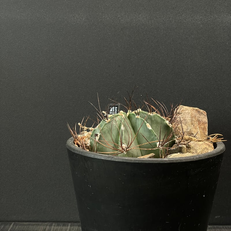 サボテン アストロフィツム 群鳳玉 × HABITAT STYLE | 最終的に