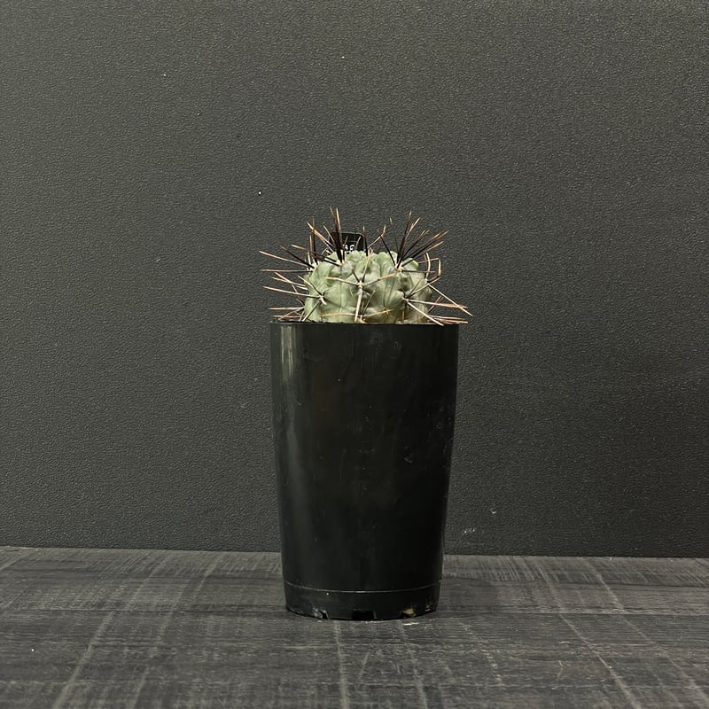 希少ギムノカリキウム【黒蝶錦（コクチョウニシキ）】実生株（国産・育成）と接木株 サボテン ギムノカリキウム 大型鬼胆丸 × プラ鉢 | 最終的にサボテン