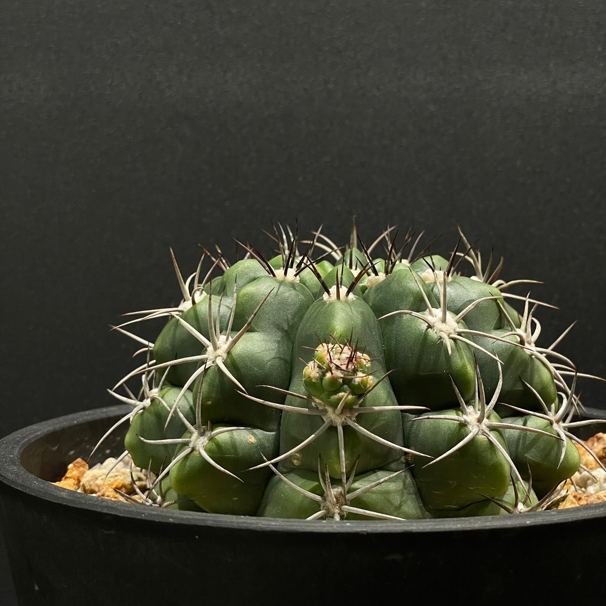 大株 サボテン ギムノカリキウム 黒豹玉 実生 ※鉢のまま発送 大株 サボテン ギムノカリキウム 黒豹玉 実生 ※鉢のまま発送