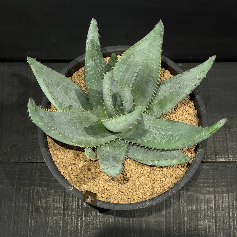 多肉植物 アロエ ライツィー × BLACK PLASTIC POT | 最終的にサボテン