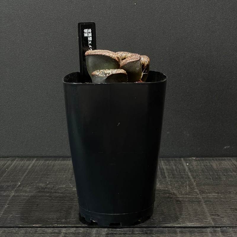 多肉植物 ハオルチア 翠雲 × プラ鉢 | 最終的にサボテン オンラインストア