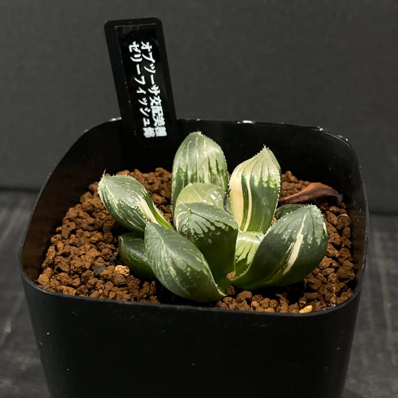 多肉植物 ハオルチア ゼリーフィッシュ錦 × プラ鉢 | 最終的にサボテン