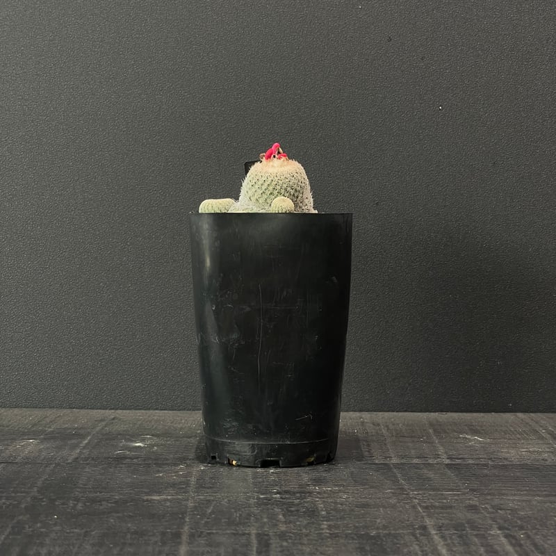 サボテン エピテランサ 月世界sb63 × プラ鉢 | 最終的にサボテン