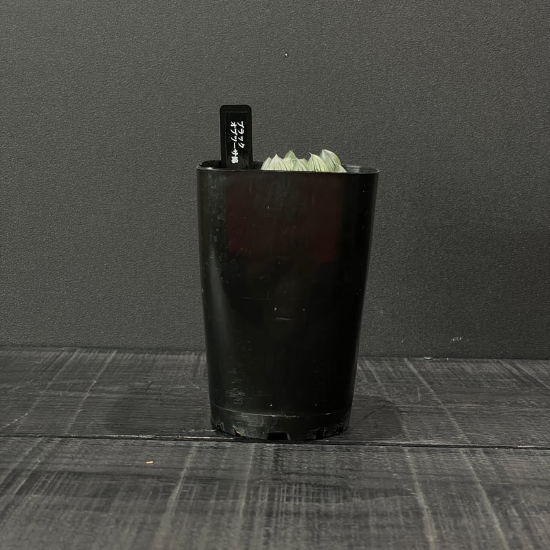 多肉植物 ハオルチア ブラックオブツーサ錦 × プラ鉢 | 最終的に