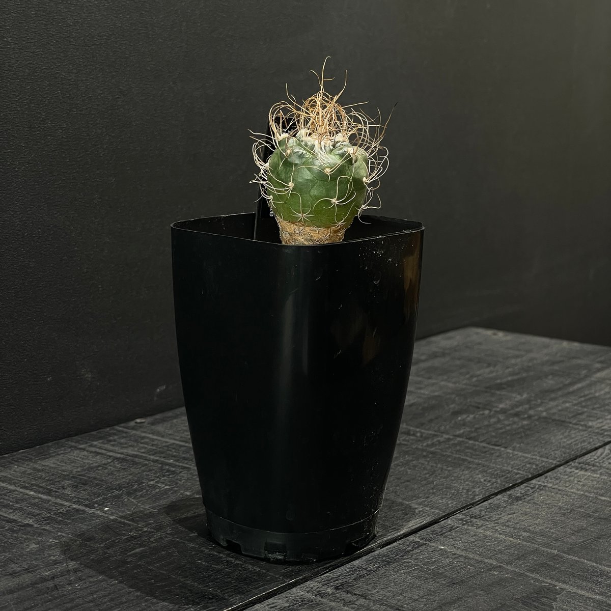 サボテン ツルビニカルプス 長城丸 × プラ鉢 | 最終的にサボテン