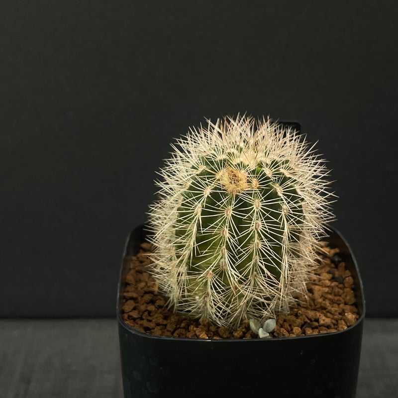 【現品】サボテン　スピラリス　8号　白鉢　（2） 現品】サボテン スピラリス 8号 白鉢 （2） 【現品】サボテン