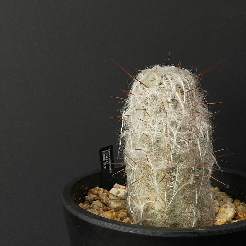 サボテン オレオケレウス 白雲錦 × BLACK PLASTIC POT | 最終的に