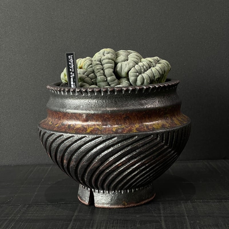 サボテン ロフォフォラ 品種不明 綴化（未開花球）× 山元一真 陶器鉢