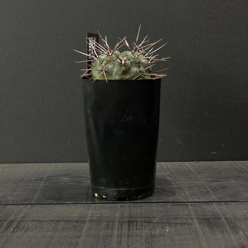 キムキム様 ギムノカリキウム LB2178 x TLUX 「Gymnocalycium LB2178