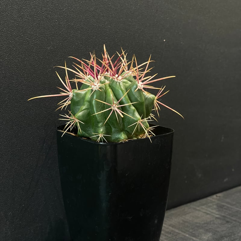 サボテン フェロカクタス 赤鳳 × プラ鉢 | 最終的にサボテン