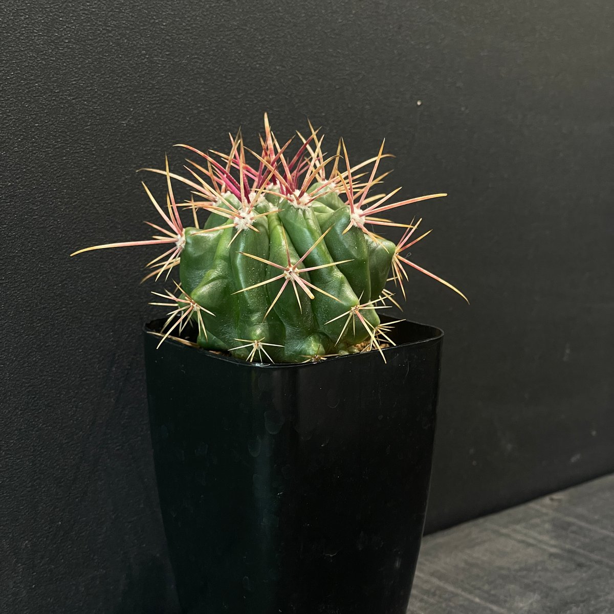 サボテン フェロカクタス 赤鳳 × プラ鉢 | 最終的にサボテン