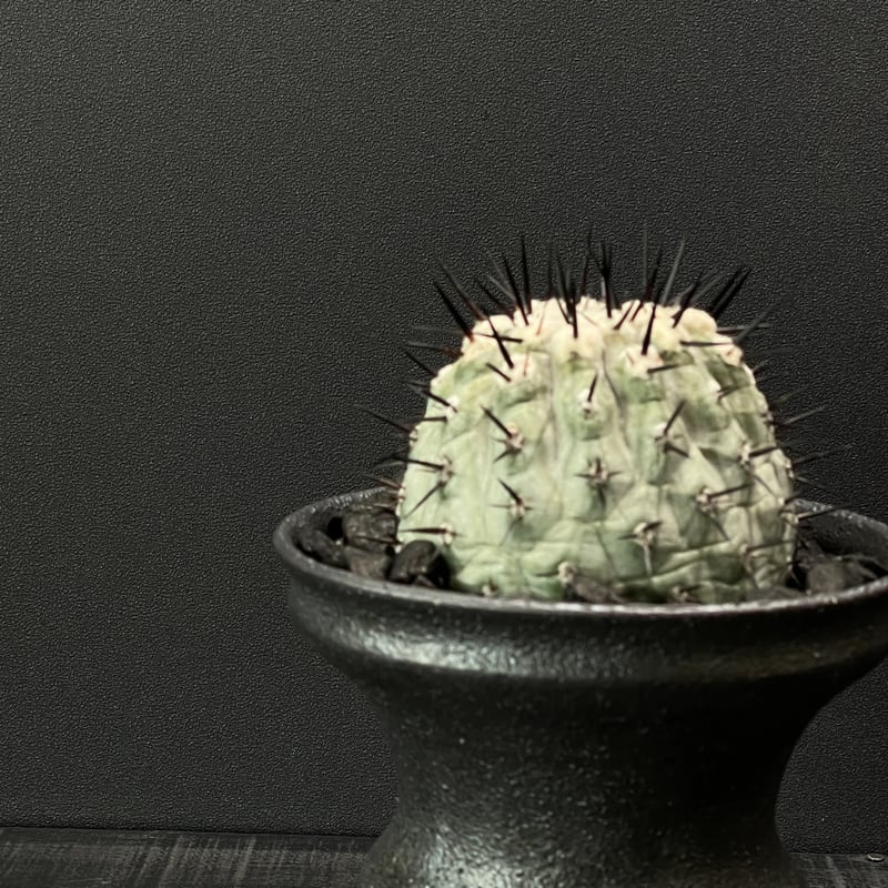 サボテン コピアポア 黒王丸（接ぎ降ろし） × 山元一真 作家鉢 | 最終