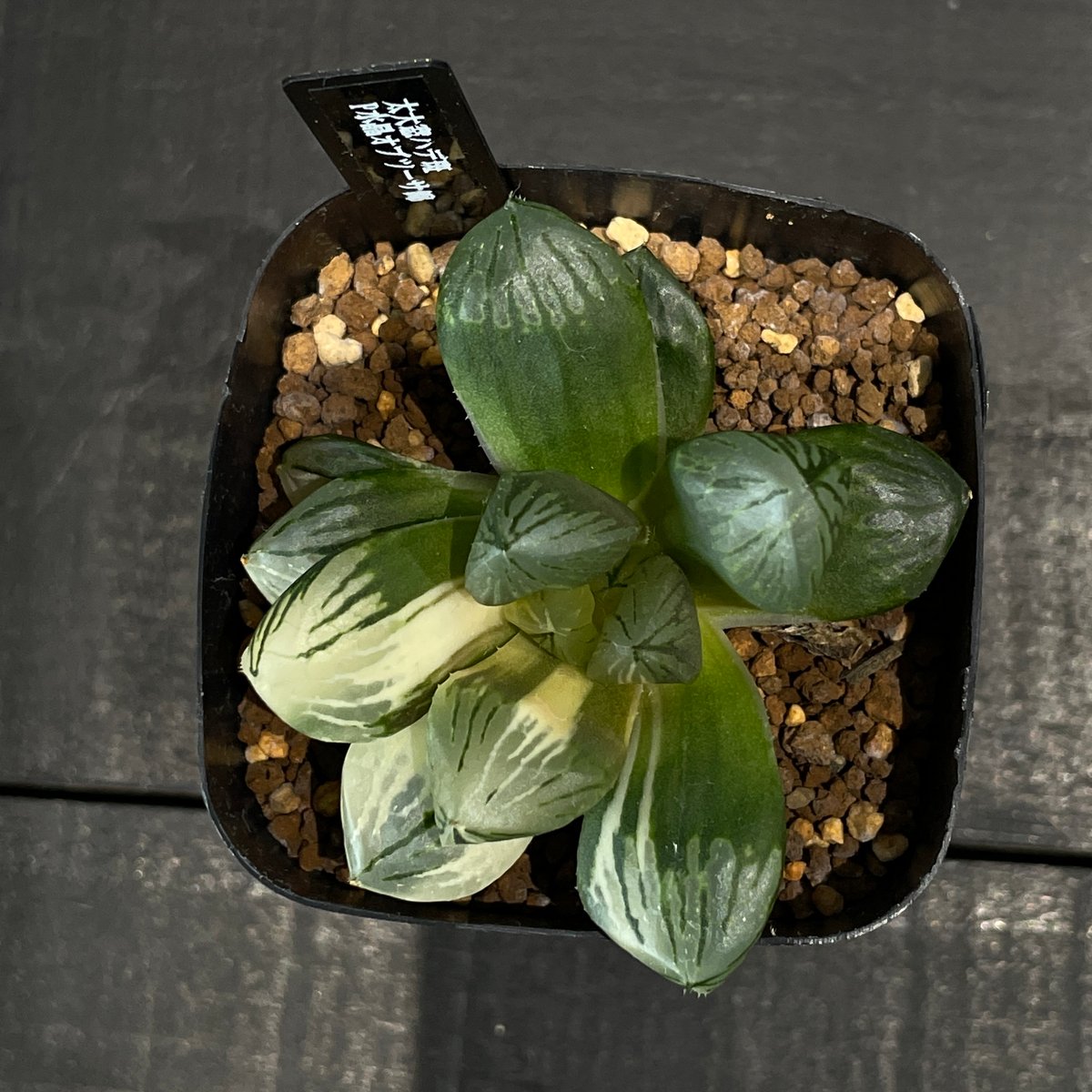 多肉植物 ハオルチア P水晶オブツーサ錦 × プラ鉢 | 最終的に