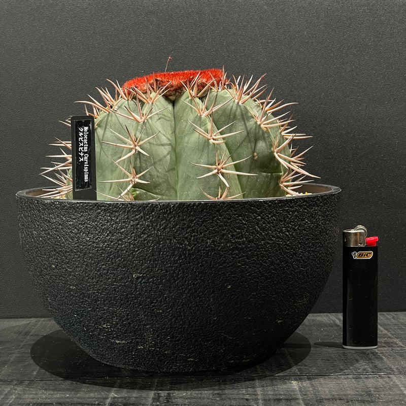 サボテン メロカクタス クルビスピナス × 樹脂鉢 | 最終的にサボテン