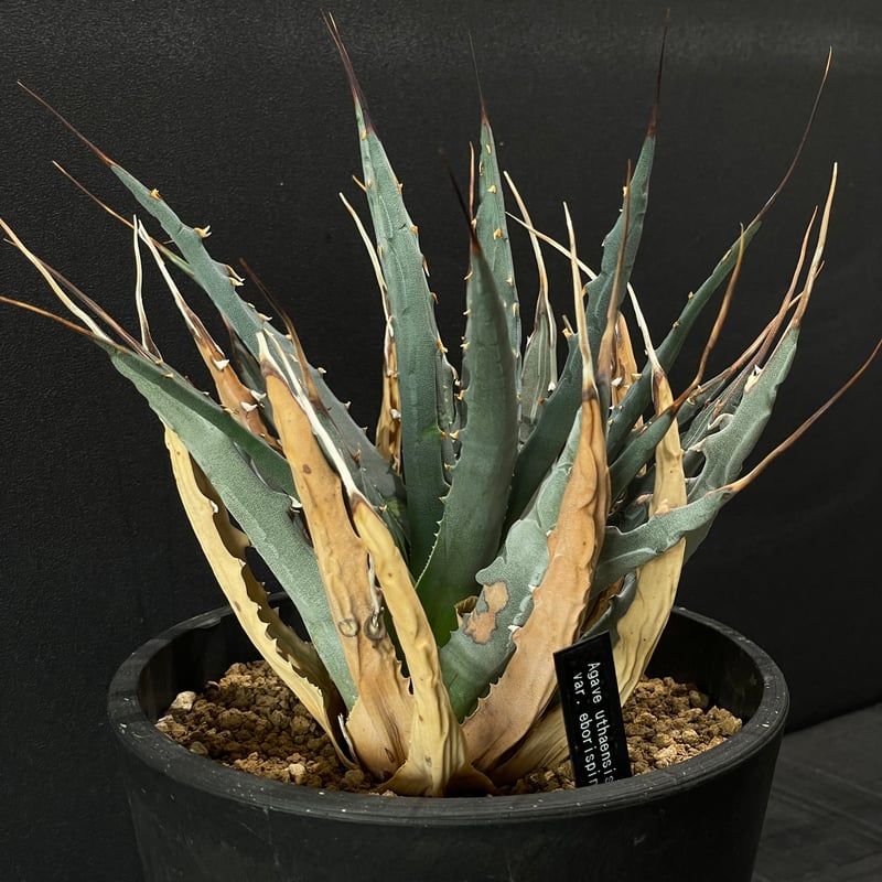 アガベ　エボリスピナ EBORISPINA アガベ ユタエンシス エボリスピナ 3寸ほど十数株入荷して