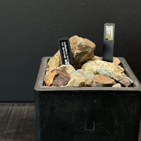 銀冠玉 銀冠玉(ぎんかんぎょく)：ロフォフォラ属 (B09) | 万緑 BAN RYOKU