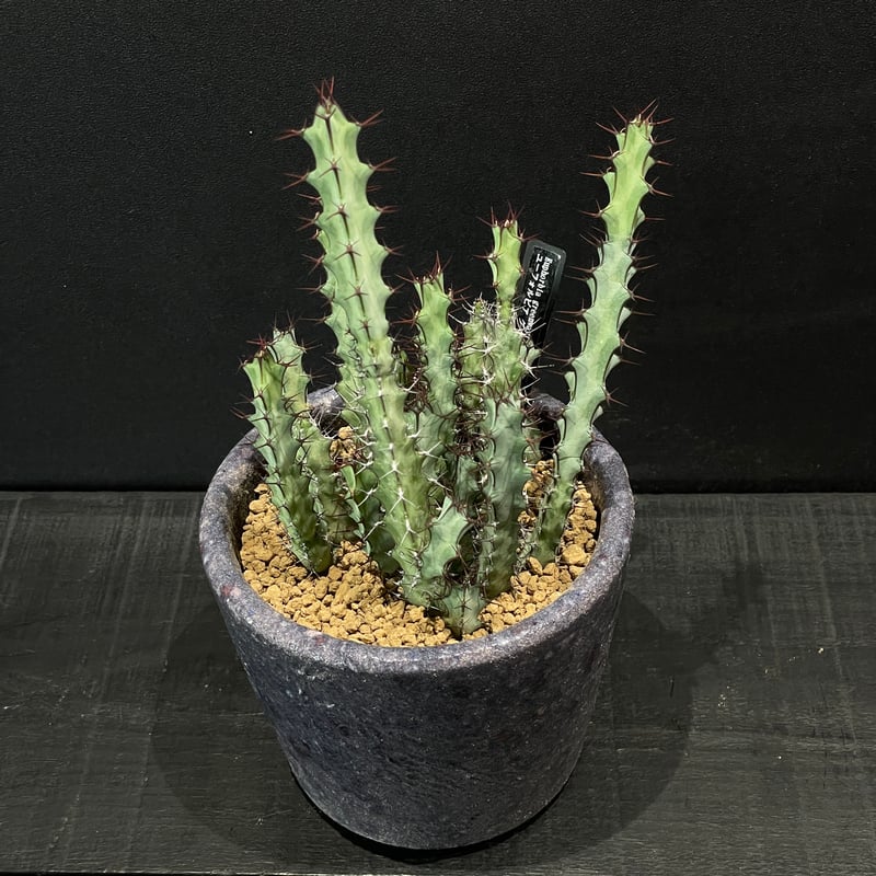 コーデックス ユーフォルビア グリーンウェイ × 陶器鉢 | 最終的に