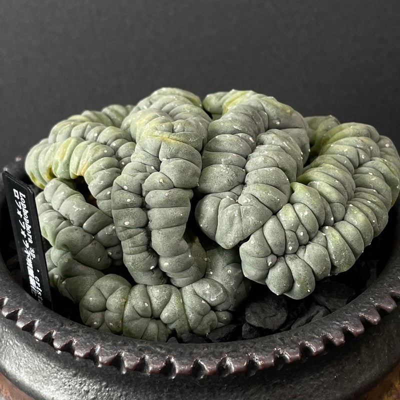 サボテン ロフォフォラ 品種不明 綴化（未開花球）× 山元一真 陶器鉢