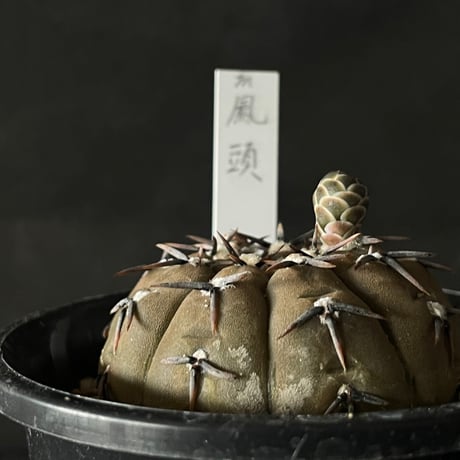 CATEGORY 植木鉢 | 最終的にサボテン オンラインストア