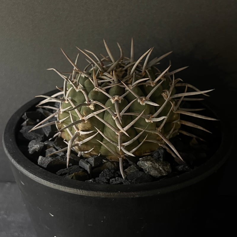 Gymnocalycium vatteri ギムノカリキウム強刺バッテリー | 最終的に