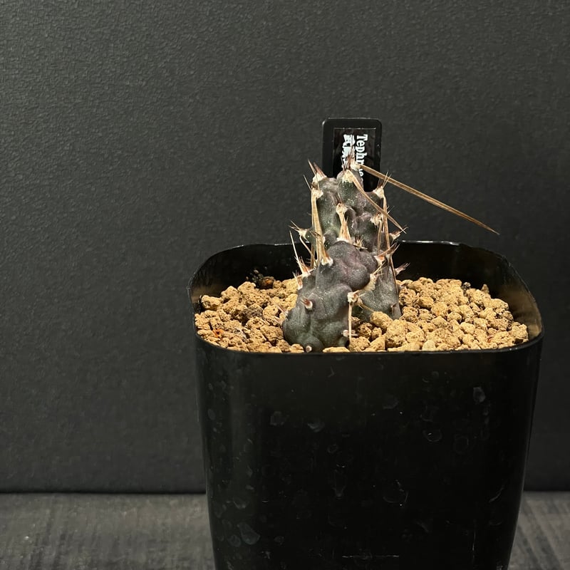 【現品】 テフロカクタス ブラック陶器鉢付き＆ヤマト配送込み サボテン テフロカクタス 武蔵野 × プラ鉢 | 最終的にサボテン