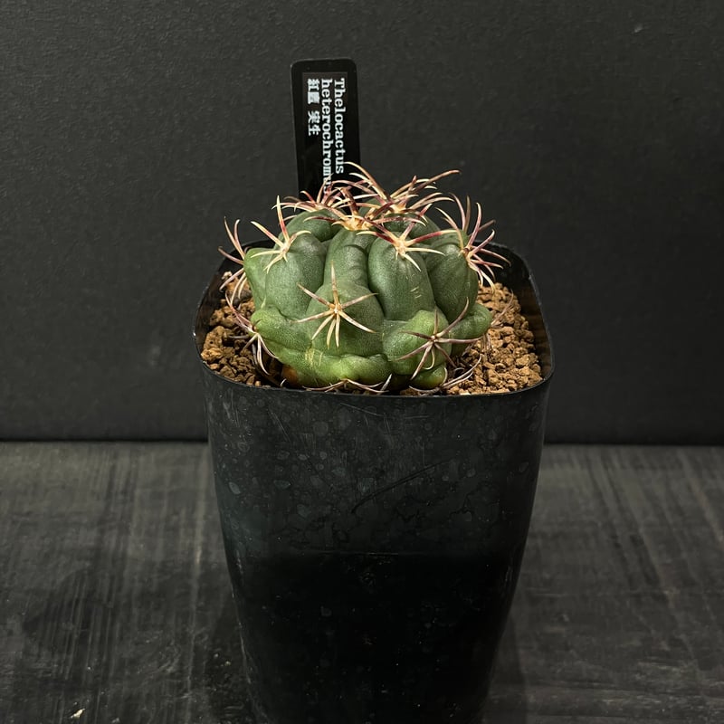 サボテン テロカクタス 紅鷹 × プラ鉢 | 最終的にサボテン オンライン