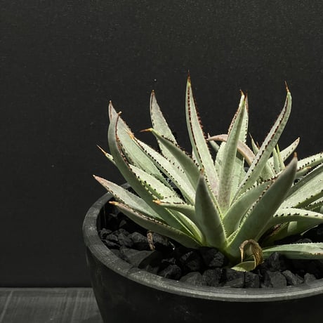 マンガベ | STORES