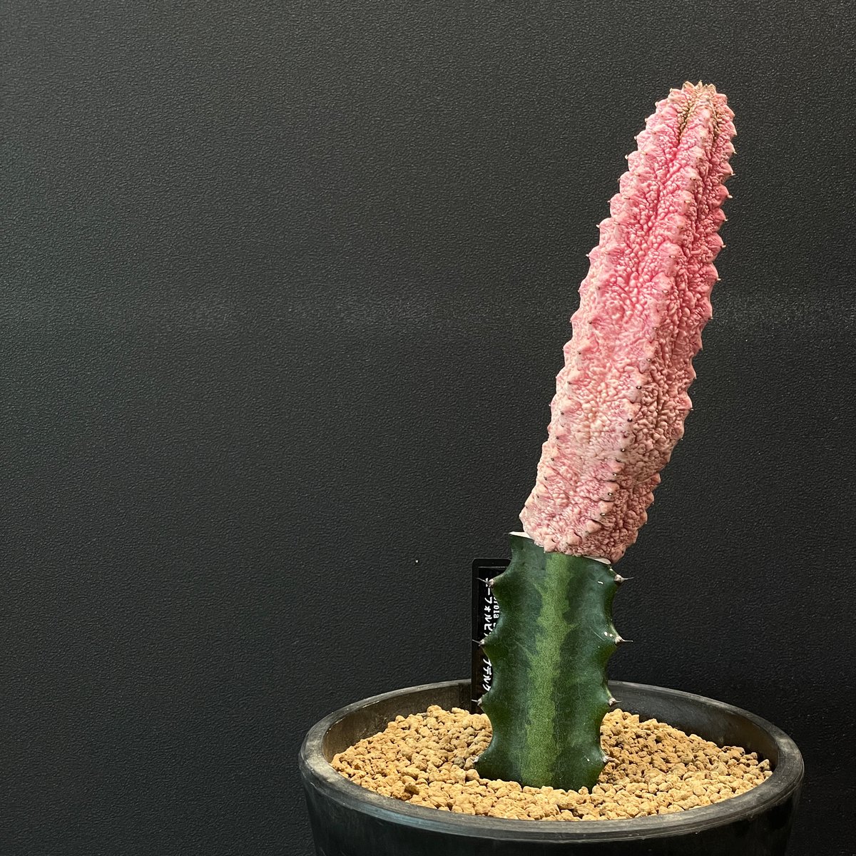 コーデックス ユーフォルビア アブデルクリ ”ダマスク” 接ぎ木 × BLACK