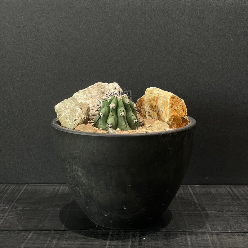 サボテン コピアポア 黒王丸 × HABITAT STYLE | 最終的にサボテン