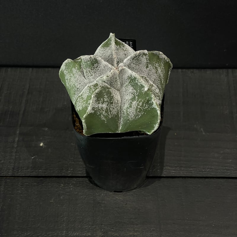 サボテン アストロフィツム トサカ亀甲ランポー × プラ鉢 | 最終的に