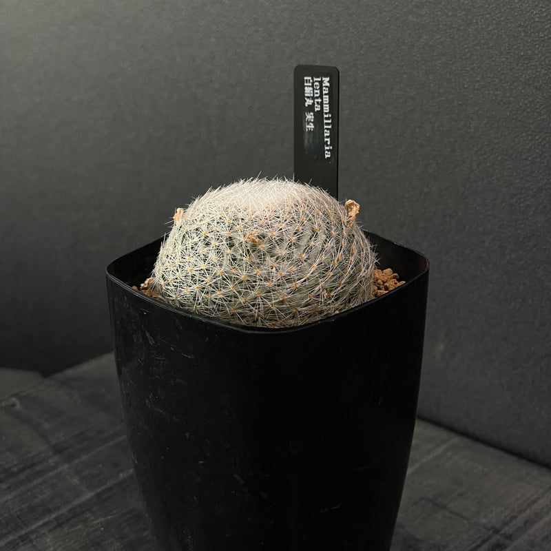 サボテン マミラリア 白絹丸 × プラ鉢 | 最終的にサボテン オンライン