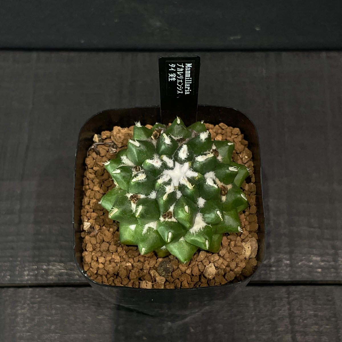 サボテン マミラリア ブカレリエンシス × プラ鉢 | 最終的にサボテン